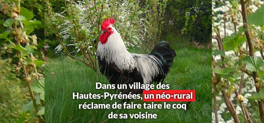 Dans un village des Hautes-Pyrénées, un néo-rural réclame de faire taire le coq de sa&nbsp;voisine