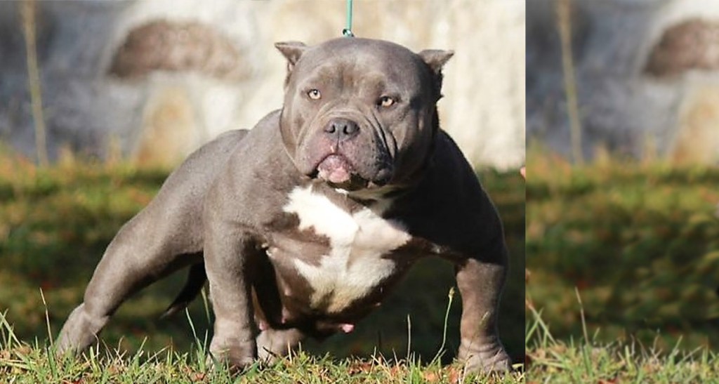 Molosses: déclare-moi si tu&nbsp;veux!