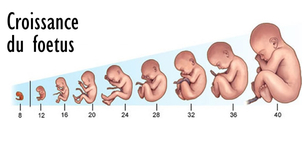 Allongement de la légalité de l&rsquo;IVG de 12 à 14 semaines: un coup de force idéologique sans l&rsquo;avis du&nbsp;CCNE