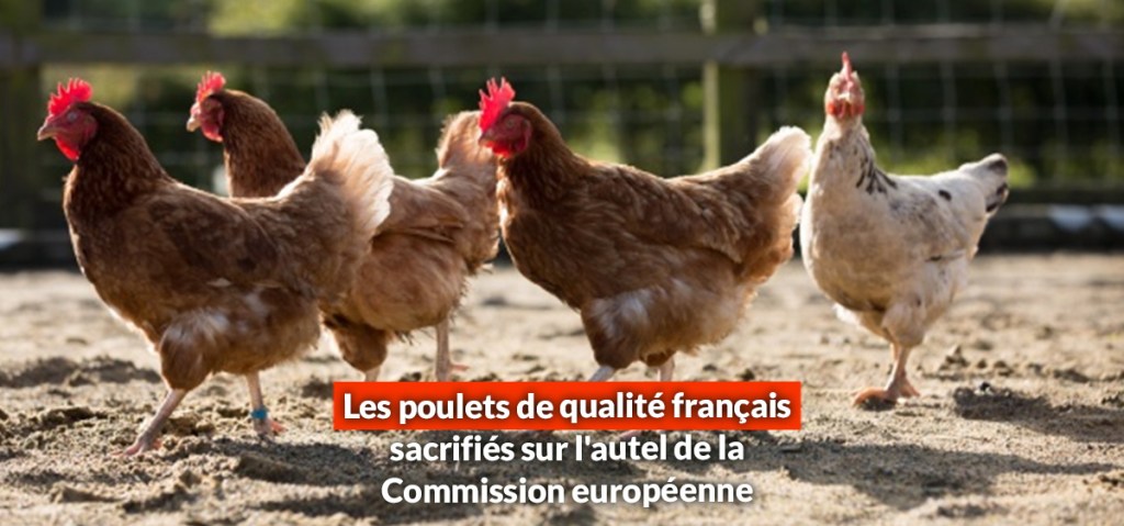 Les poulets de qualité français sacrifiés sur l&rsquo;autel de la Commission&nbsp;européenne